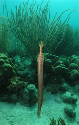 Bonaire07Trumpet.JPG