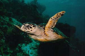 Hawksbill3.jpg